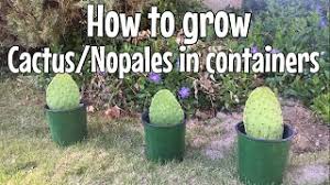 Certain species may be easier than others to propagate. How To Grow Cactus Nopales In Containers Youtube