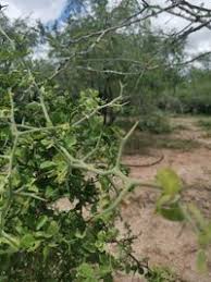 Image result for Balanites maughamii