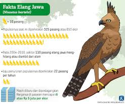Usahaku ikut melestarikan elang jawa. Usaha Untuk Melestarikan Elang Jawa Belajar