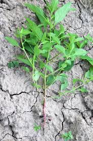 Image result for Chenopodium phillipsianum