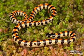 Image result for Leucas capensis