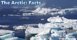 Antarctic animals list with pictures, facts & information for kids (& adults). The Arctic Facts For Kids Information Pictures Video