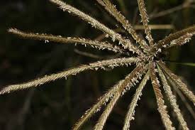 Image result for Chloris gayana