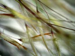 Image result for Stipagrostis uniplumis