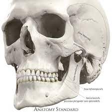 Infratemporal Fossa Anterolateral Aspect Skull Anatomy Anatomy Images Anatomy Bones