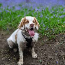 Image result for clumber španěl lov