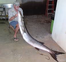 With elias anton, matt nable, ben kindon, victoria haralabidou. River Monster Barracuda Is Nearly 7 Feet Long 102 Pounds