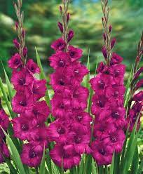 Gladiolus Plum Tart Gladiolus Flower Flowers Perennials Gladiolus