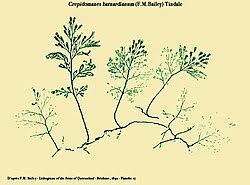 Image result for Crepidomanes inopinatum