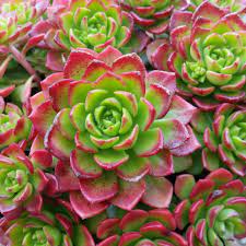 Flowering succulents plants indoor and outdoor provides a lovely bloom during spring and summer. 5 Beautiful Succulents With Red Flowers Succulent City