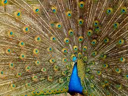 نتیجه جستجوی لغت [handicaps] در گوگل