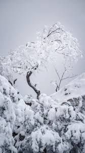 May 26, 2021 · this winter, deck up your iphone with some mesmerizingly beautiful winter iphone wallpapers to match your mood. Dreamy Pixel Free Iphone Background Archives Dreamy Pixel