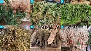 Image result for Helixanthera garciana