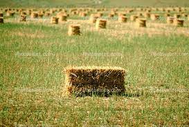 Square Hay Bales Hay Bales Food Animals Landscape