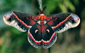 Image result for Cecropia