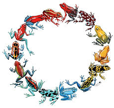 Cause Science Poison Dart Frogs Frog Tattoos Frog Illustration