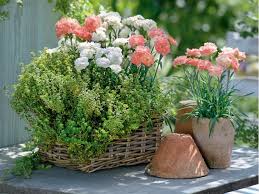 Nelkenpracht Fur Topf Und Beet Pflanzideen Mehrjahrige Blumen Nelken