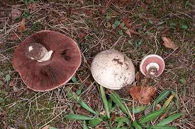 Pilze Im Rasen Mein Schoner Garten Forum