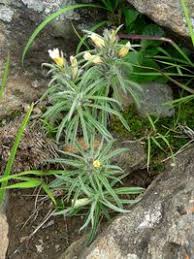 Image result for Ipomoea linosepala