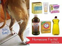 Bully Bumps Hives On Pibbles Other Dogs Get Them Too But With Pibbles Seem To Be More Common Dog Hives Dog Remedies Hives Remedies