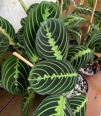 Designed to be an indoor potting soil with no bugs. Maranta Leuconeura Prayer Plant Care Guide The Contented Plant