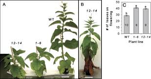 These are easy plants that you can have while living in an. A Wt Plants Start Flowering At 2 5 Mpg While Both Transgenic Lines Download Scientific Diagram