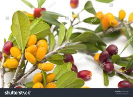 Image result for Diospyros ferrea