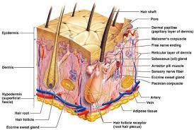 Human Anatomy And Physiology Ch 6 Integumentary System Flashcards Quizlet