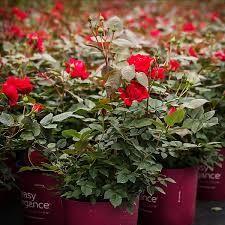 Can the hulk be hurt? Super Hero Easy Elegance Rose For Sale Online The Tree Center