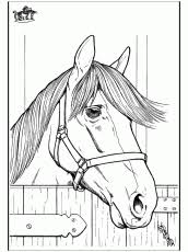 Printable horse head coloring pages. Funnycoloringcom Animals Coloring Pages Horses Horse Head 2 Coloring Pages Horses Coloring Pictures Of Animals Horse Coloring