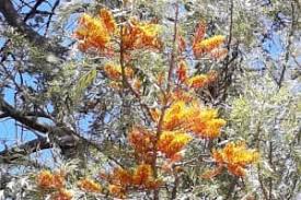 We did not find results for: Grevillea Robusta