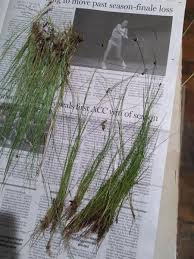 Image result for Rhynchospora gracillima