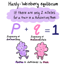 Use the hardy weinberg equation to determine the allele frequences of traits in a dragon population. Hardy Weinberg Principle Overview Equation Expii