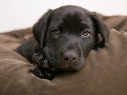 Consigue aquí los mejores fondos de pantalla para móvil, tablet y ordenador gratis. 220 Labrador Retriever Fondos De Pantalla Hd Fondos De Escritorio Wallpaper Abyss