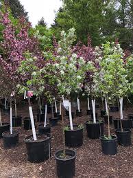 Owner:turtle creek investment advisors, llc, 515 madison avenue, suite 13c, new york, ny 10022. Turtle Creek Nursery And Landscaping