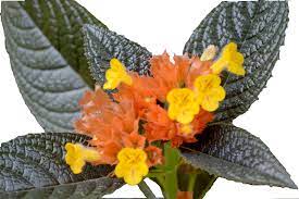 Chrysothemis Pulchella Wikipedia