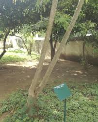 Image result for Albizia petersiana