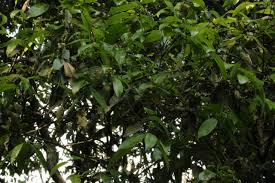 Image result for Hunteria zeylanica