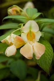 Image result for Impatiens briartii