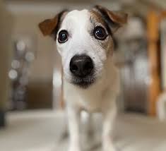 Check spelling or type a new query. Cat Sitting Dog Walking Arlington Va Ksr Pet Care