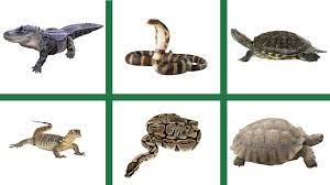 Pictures of reptiles animals with names. Learn English Reptiles Animals Name Snakes Lizards Turtles Alligators Picture Play Educational Youtube