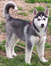 Siberian Husky Puppies for Sale from Reputable Dog Breeders