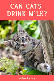 Is Your Cat Drinking Milk Have Realized Any Health Change When Your Cat Drink Milk Many Cats Do Drink Milk Most Cat Owners Have Cat Drinking Cats Drink Milk