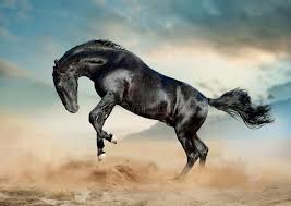 Maybe you would like to learn more about one of these? 1 217 Horse Running Desert Photos Free Royalty Free Stock Photos From Dreamstime