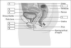 Once you're feeling confident about what goes where, it's time to try your hand at labeling the structures yourself using a fill in the blank (unlabeled) diagram. The Parts Of The Female Reproductive System Dummies