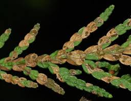 Image result for didymascella thujina