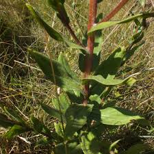 Image result for Helichrysum setosum