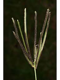 Image result for Eustachys