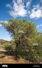 Image result for Premna mooiensis