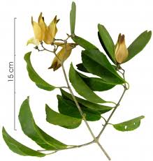 Image result for Hippocratea